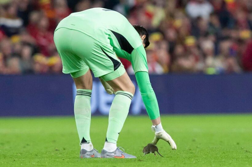 Крысу на поле в Кардиффе Куртуа не поймал, Джонсон ему помог